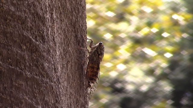 Римские цикады / Уникальные кадры / Roman cicadas