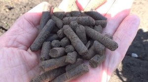 Картофель поздний ПИКАССО