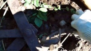 Тяжелая конная борона.
