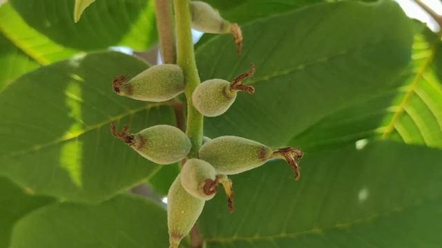 ПРИШЛА БЕДA - ОТВОРЯЙ ВОРОТА, ИЛИ ЧТО СО МНОЙ СЛУЧИЛОСЬ? КРЕСТОВАЯ СОПКА. МОСТЫ, ВМТП! ВЛАДИВОСТОК! смотреть онлайн