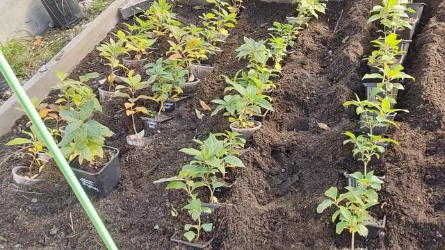 14.10.2023.Хакасия.Черенки гортензий ставлю в прикоп. смотреть онлайн