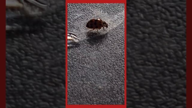 ЗАГАДОЧНАЯ ЖИЗНЬ БОЖЬЕЙ КОРОВКИ ИНТЕРЕСНЫЕ ФАКТЫ КАК ОНА ПЬЁТ ВОДУ ? ВСЁ В ЭТОМ ВИДЕО смотреть онлайн