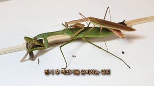 내가 돌보던 사마귀가 드디어 거대한 알을 낳았습니다. 사마귀 채집부터 짝짓기, 산란까지 과정