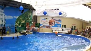 Дельфинарий Немо. Анапа. Витязево.