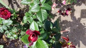 Розы Эдди Митчел и Хулио Иглесиас !