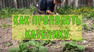 КАК ПРОПОЛОТЬ КЛУБНИКУ