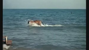 Полосатый рейс