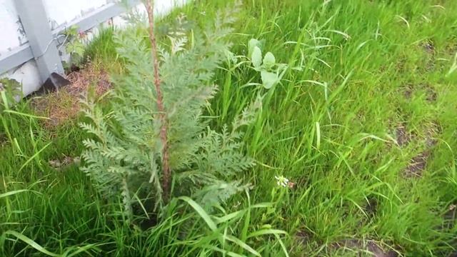 Из лесу ёлочку взяли мы домой... Посадка на участке смотреть онлайн
