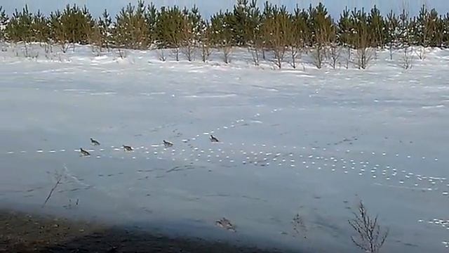 Как живут куропатки зимой смотреть онлайн