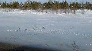 Как живут куропатки зимой