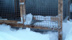 Размеры клетки