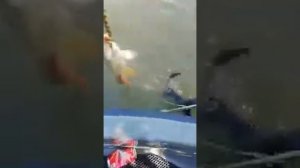выдра поймала карпа