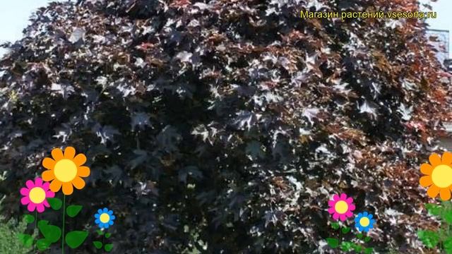Клен ясенелистный Фассенз Блэк. Краткий обзор, описание acer platanoides Fassen's Black смотреть онлайн