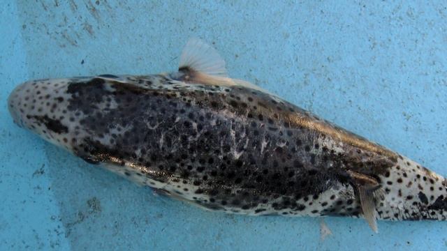 FISHING ON CYPRUS смотреть онлайн