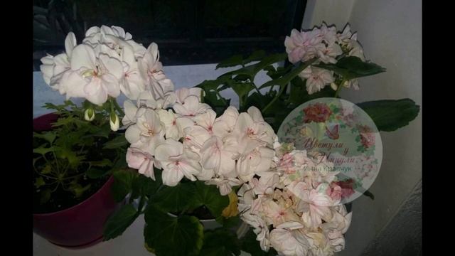 Пеларгонії Elmsett, Bold Beacon, Ken Lea, Hildas Memory, Tamara??? смотреть онлайн