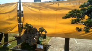 Tuban Indonesia Bonsai National  Exhibition 2019