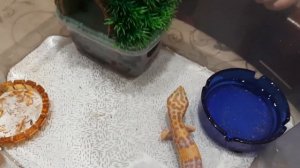 эублефар для начинающих