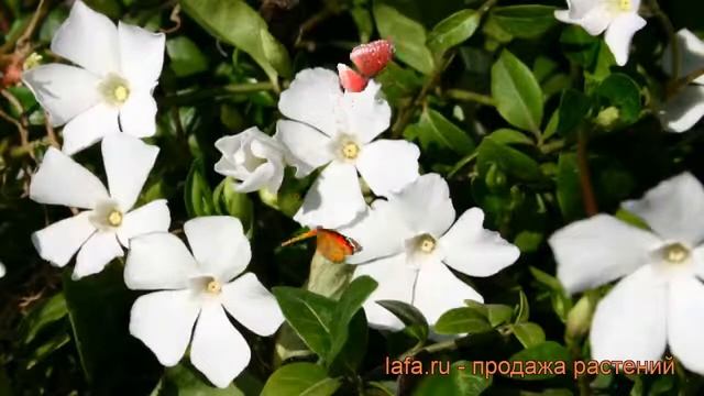 Барвинок малый Альба (vinca minor alba alba) ? Альба обзор: как сажать, саженцы барвинка Альба