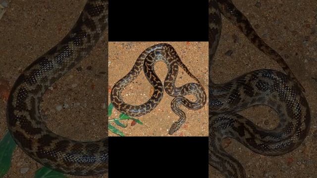 Carpet Python and Spotted Python