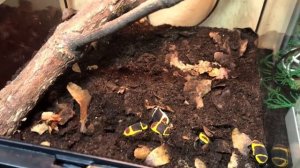 Содержание мокриц и жуков вместе, в одном террариуме. Жучиные новости!