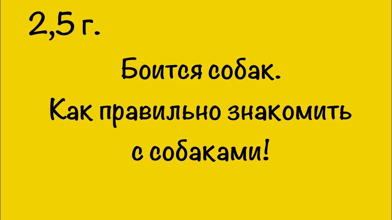 РЕБЁНОК ИСПУГАЛСЯ СОБАК. КАК ПРАВИЛЬНО ЗНАКОМИТЬ С СОБАКАМИ