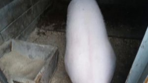 Поросенок превратился в большого свина!