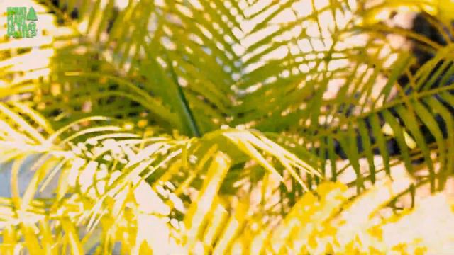 Pygmy Date Palm - Popular ornamental plant in gardens in tropical and subtropical climate areas. смотреть онлайн