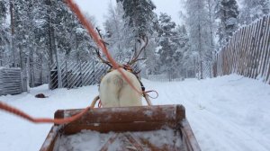 Катание на оленьей упряжке в Рованиеми (12/2015)