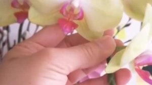 🌸🌸GOODLUCK FLOWER🌸🌸 || 💐💐ORCHIDS FLOWERS💐💐 WITH SWEET MUSIC🎵🎵🎼🎼