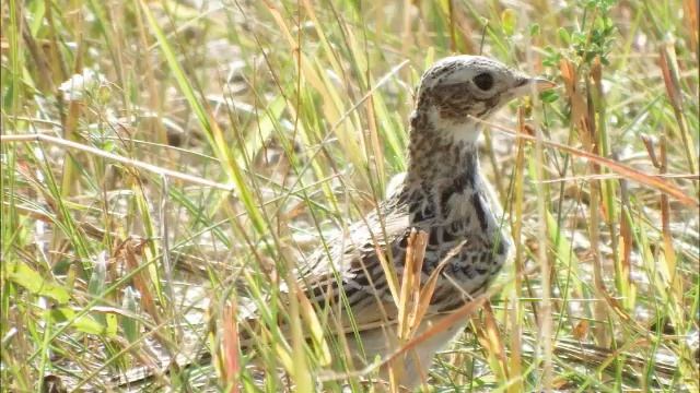 Эти птицы обитают в Чернолучье смотреть онлайн