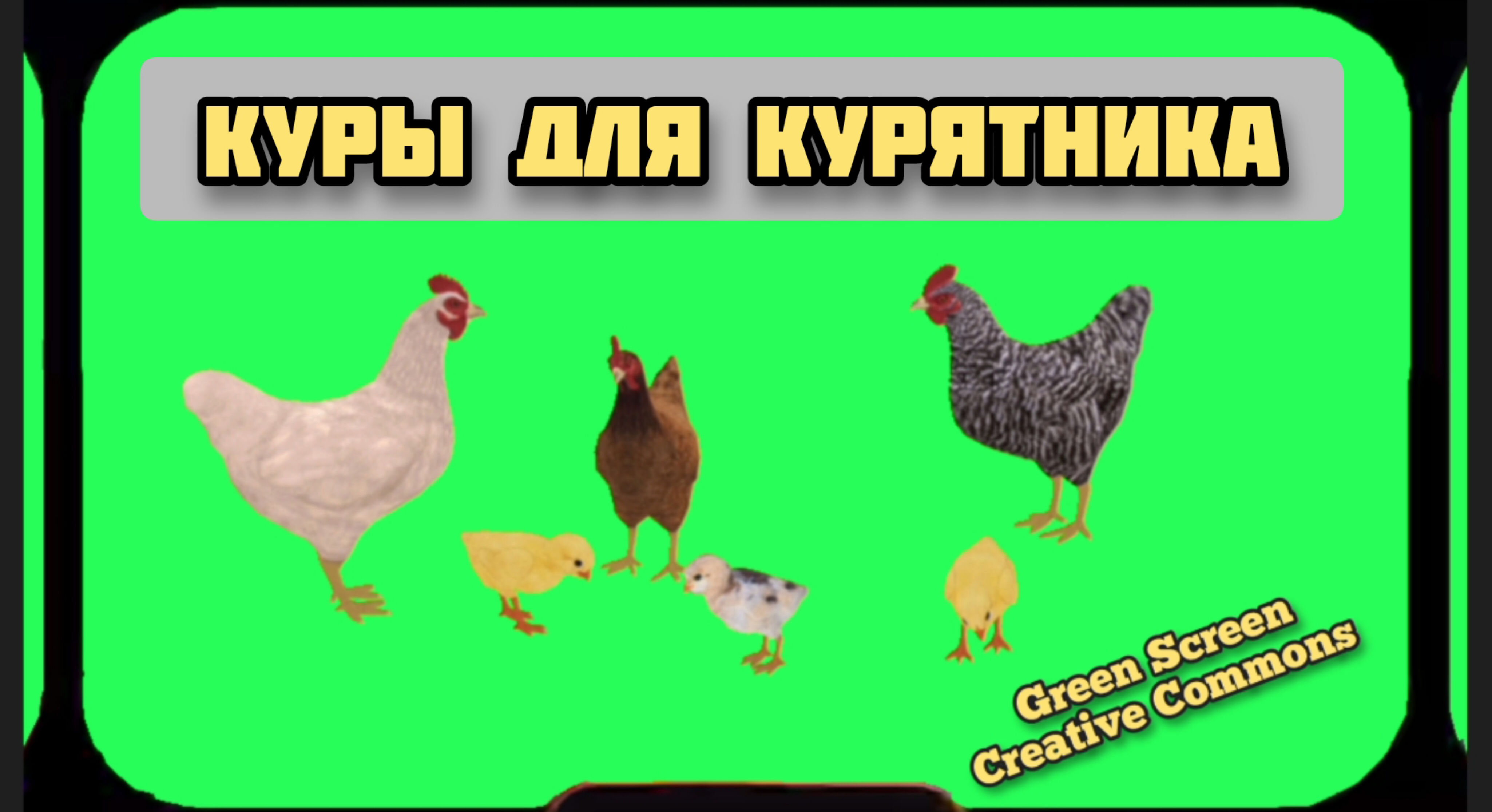 КУРЫ и ЦИПЛЯТА видео GREEN SCREEN футаж. Хромакей анимация КУРИЦЫ на зелёном фоне