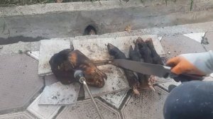 Судьба бараньи головы. как я палю голову барана