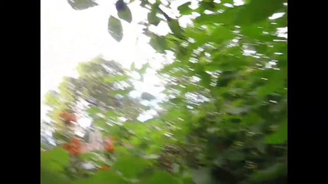 Пирог/ Сбор ягод/ Куры/ Убираю отцветшие/ Борьба с хвостом павлиньим смотреть онлайн