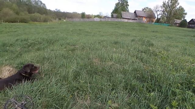 КОП МОНЕТ С МЕТАЛЛОИСКАТЕЛЕМ MINELAB! НАХОДКИ КЛАДОИСКАТЕЛЯ В ДЕРЕВНЕ РАСКОПКИ ПО СТАРИНЕ смотреть онлайн