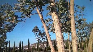 Эвкалипт Ганна -Eucalyptus gunnii.