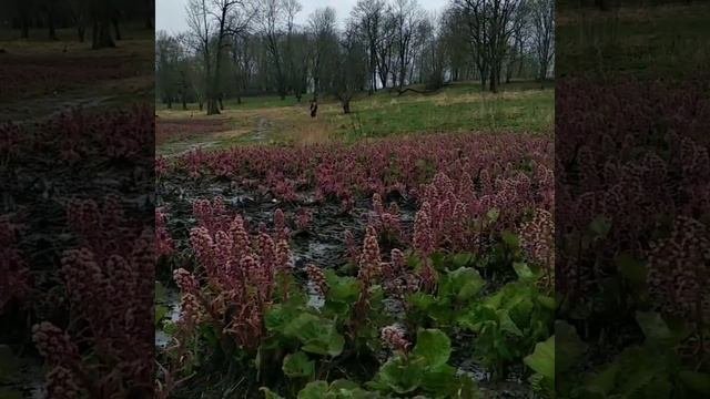 Белокопытник. 06.05.2021