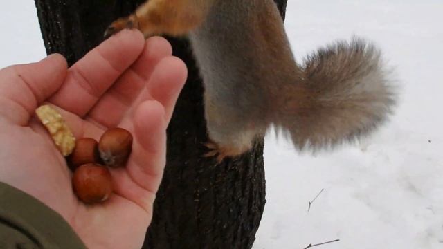 Запасливая белочка смотреть онлайн