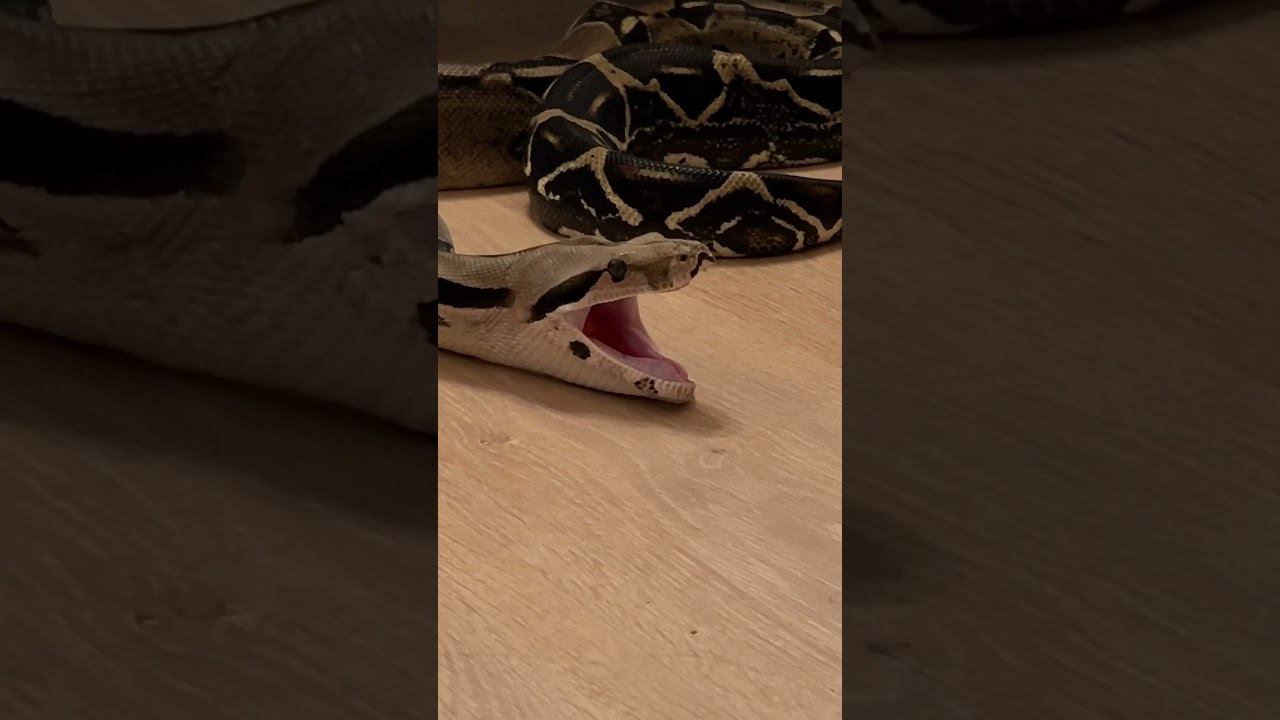 Оперная дива! #москва #экзотика #zoolife #zooanimals #shortvideo #reptile #зверьёмоё #змея #опера