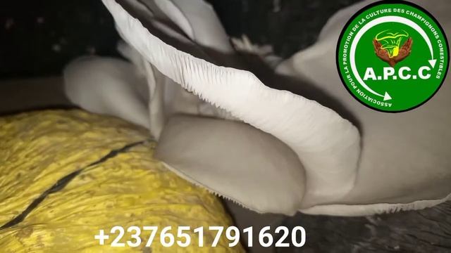 la culture du champignon au Cameroun ( la semence fabriqué par l'APCC produit de façon magique) смотреть онлайн