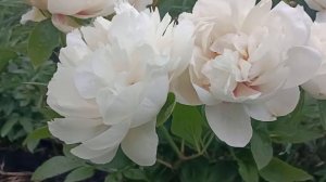 Улюблені сорти #Півонії: Quad Rose, Salmon Glory, Bob