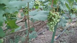 Как спасти виноград от оидиума если ягода уже созрела .