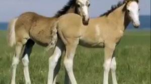 Далеко ускакала лошадь 1 avi