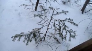 Промысел куницы 2021 - 2022, проверка путика!