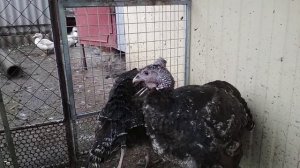 Индюшки наседки растоптали и поели все яйца,??//Больше никогда не буду сажать индюшек на яйцо.