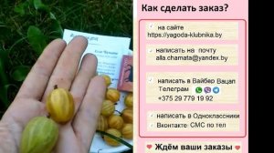 Рисульфа - очень сладкий ранний сорт крыжовника с ягодой янтарного цвета