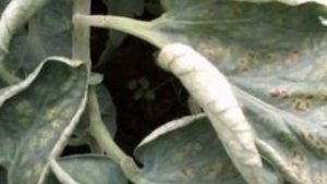 ПОЧЕМУ ЖЕЛТЕЮТ ЛИСТЬЯ У ПОМИДОРОВ В ТЕПЛИЦЕ И ОТКРЫТОМ ГРУНТЕ