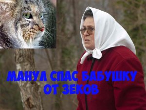 Манул спас бабушку от зеков. Интересная история.