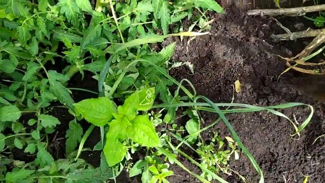 Как вырастить большой чеснок смотреть онлайн