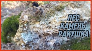 ЛЕС КАМЕНЬ РАКУШКА