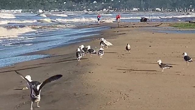 Срущая чайка на берегу моря смотреть онлайн